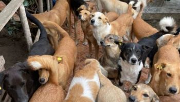 maroc labattage des chiens nepargne pas ceux vaccines et sterilises a tanger