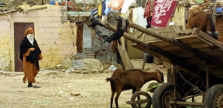 maroc les koutchis charrettes tirees par des animaux nont plus leur place a casablanca