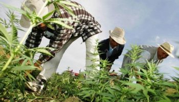 cannabis des entreprises etrangeres attendent leur autorisation au maroc