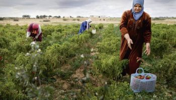 maroc 37 milliards de dirhams de subventions au secteur agricole