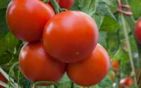 tomate le maroc pourrait a terme depasser les pays bas